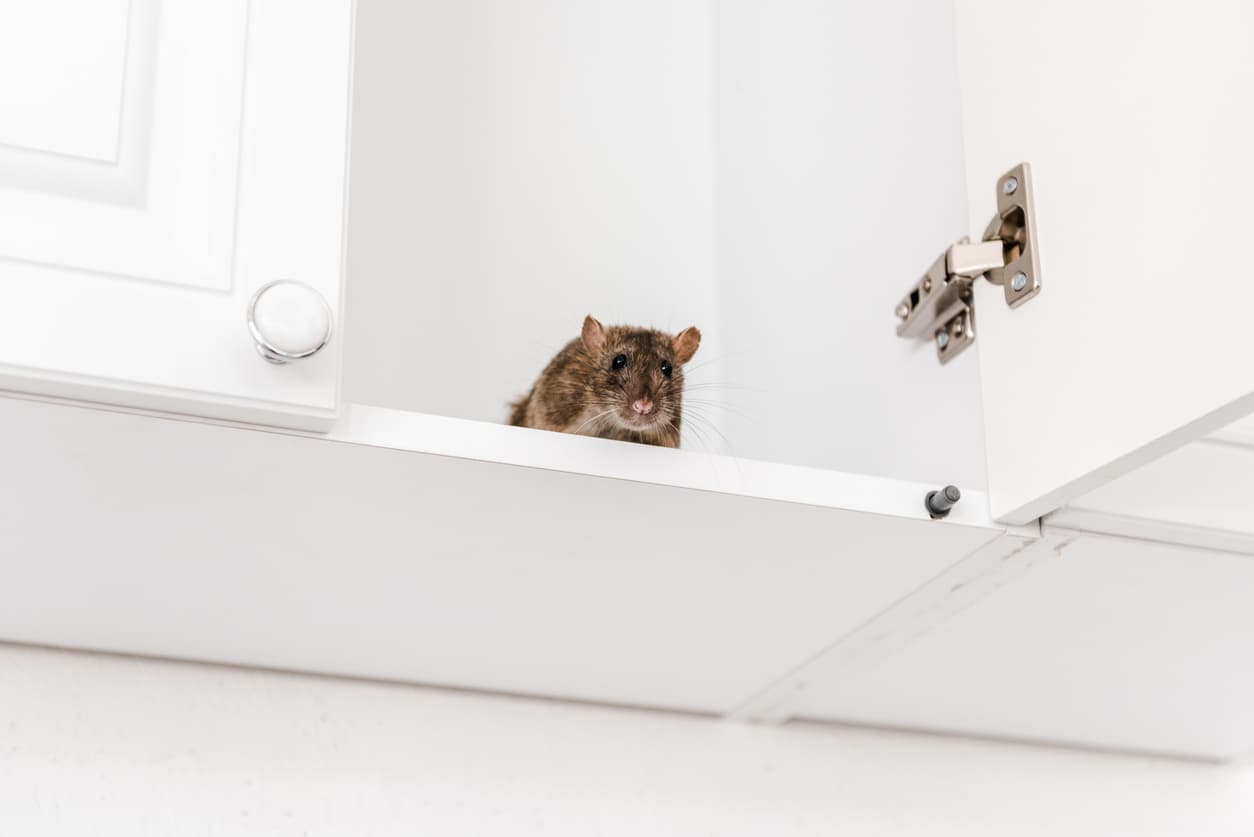 7 Steps to Rodent Proof Your Home